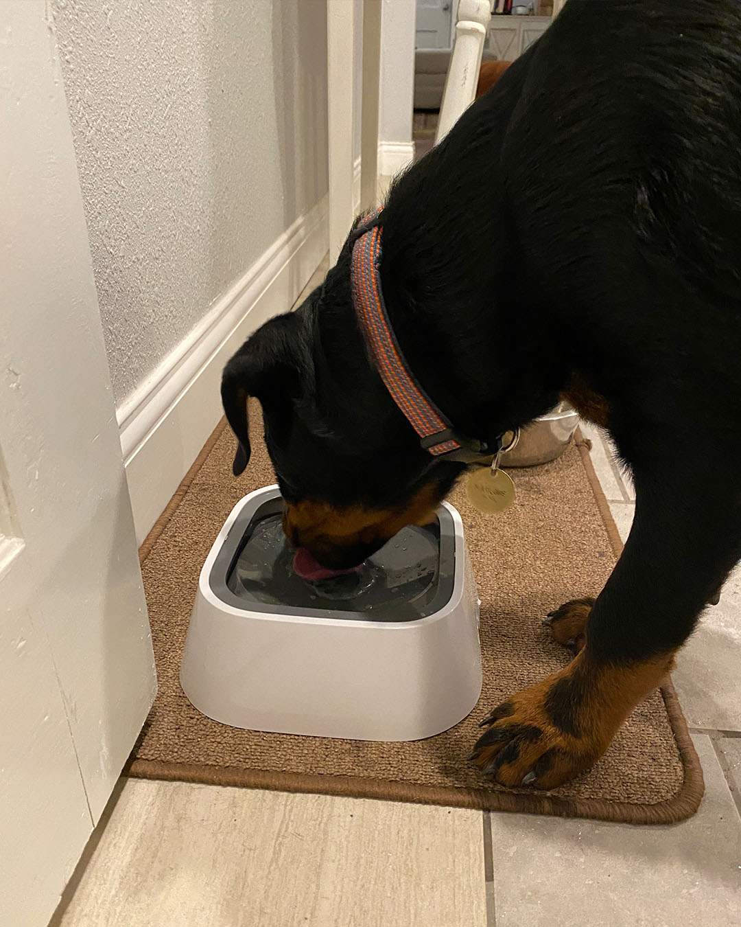 Ultimate Zero Splash Dog Water Bowl – Perfect Paw Store