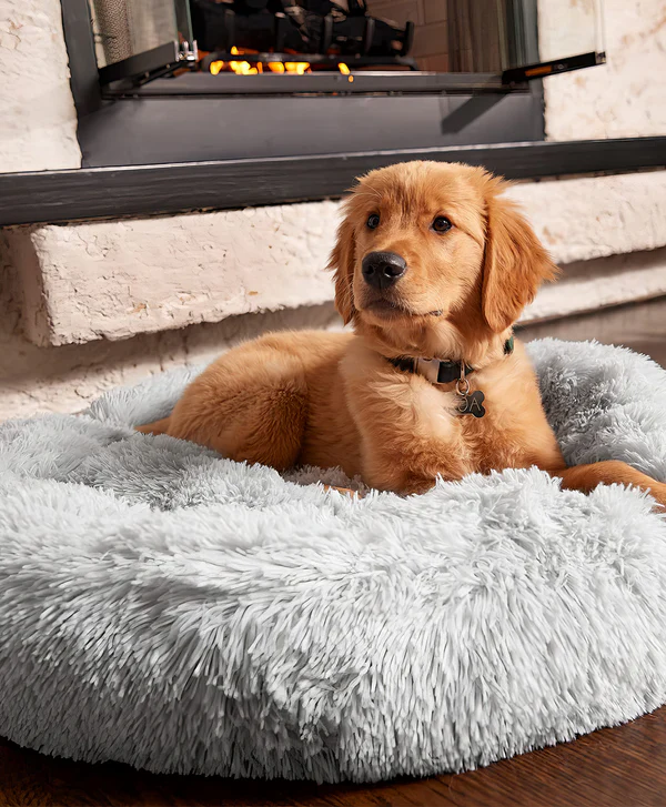Buy a dog bed 2025