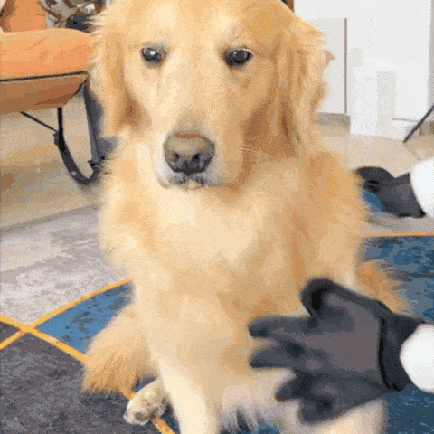 Pet Grooming Gloves | Easy and Effective Grooming