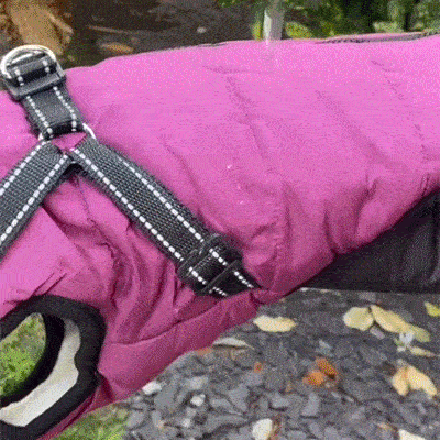 Dog Winter Coat | Keep Your Pet Warm & Stylish