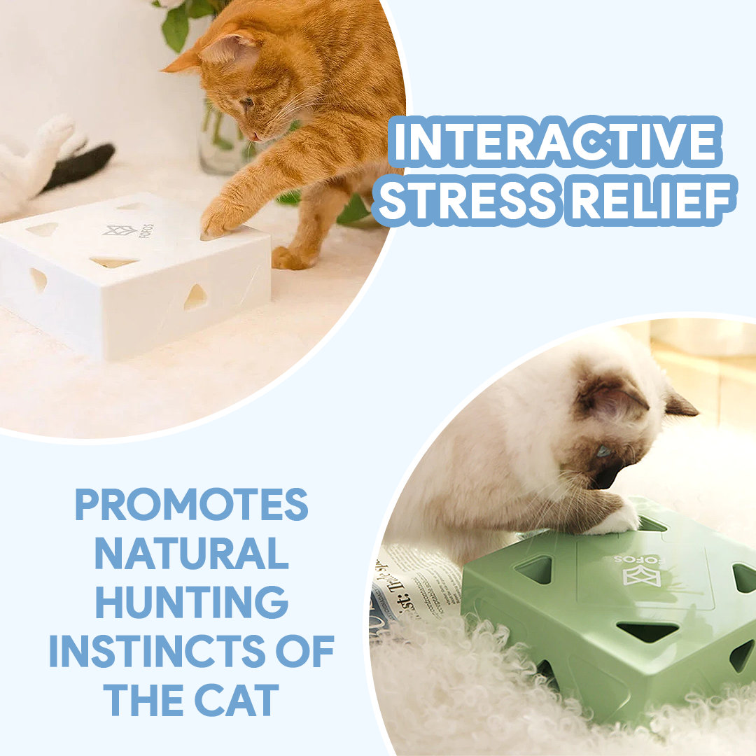 FunBox™ interactive Cat Toy